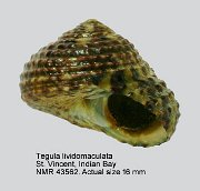 Tegula lividomaculata